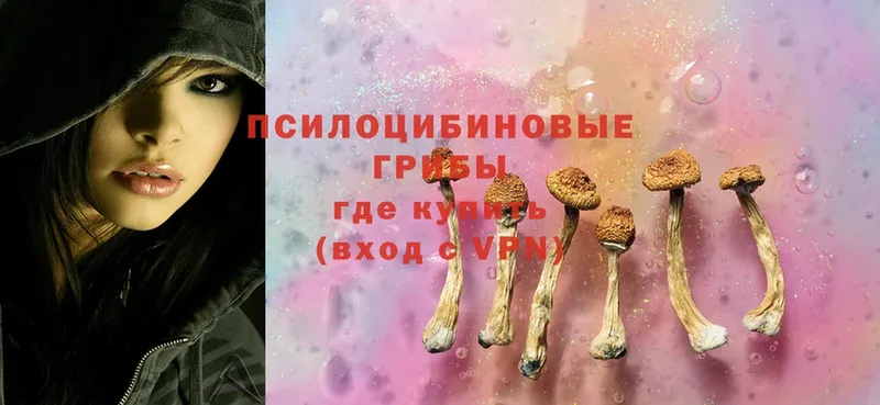 Псилоцибиновые грибы Psilocybine cubensis  Бугуруслан 